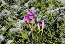 Doğu Karadeniz'de 'vargit' çiçekleri açtı!