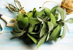 Vücutta biriken toksinleri atıyor! Her gün 1 fincan içen tığ gibi kalıyor