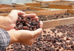 Kolon kanseri tümörünü %50 oranında azaltıyor!