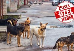 Cumhurbaşkanı Erdoğan talimat vermişti! Veteriner hekimlerden çözüm önerileri