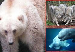 İklim krizi melez ırklar yarattı