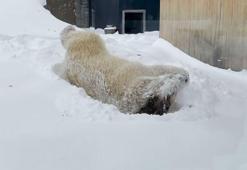 ABD’de kutup ayısının kar keyfi