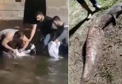 Nehirde sular çekildi, dev yayın balıklarını elleriyle yakaladılar