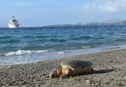 Bodrum'da sahile ölü caretta caretta vurdu