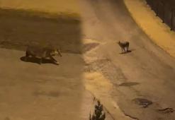 Amasya’da kurtlar şehir merkezine indi