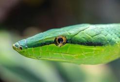 Rüyada yeşil yılan görmek ne anlama gelir? Rüyada yeşil yılan sokması nasıl yorumlanır, neye işarettir?