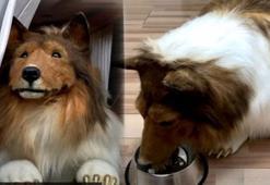 260 bin lirasını köpeğe benzemek için harcayan YouTuber nedenini açıkladı