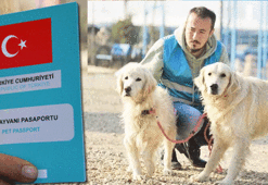 Çip uygulamasında korkulan oluyor! Hayvanlarını sokağa bırakma başladılar