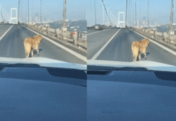 15 Temmuz Şehitler Köprüsü’nde hareketli anlar! Köpeği sürücüler kurtardı