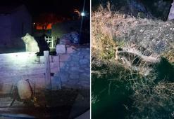 3 gün önce Yozgat'ta görülmüştü! Bu defa Nevşehir'de ortaya çıktı