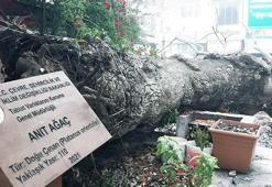110 yıllık tescilli Çınar devrildi