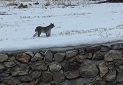 Köpeklerden kaçan vaşak tel örgüde asılı kaldı, görenler şaşkınlık yaşadı