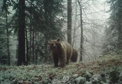 Uyku tutmayan ayılar kameralara böyle yakalandı
