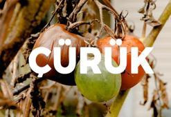 Çürük zıt anlamlısı nedir? Çürük kelimesinin karşıt anlamlıları nelerdir?
