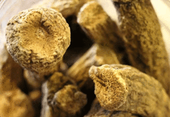 Yeryüzünün en güçlü antibiyotiği: Kalp damar hastalığı riskini %80 düşürüyor!