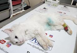 Ayağı kesik halde bulunan kedi için korkunç şüphe