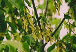 Çınar yaprağı kürü nasıl yapılır? Çınar yaprağı kürü yapılışı, faydaları ve kullanımı...