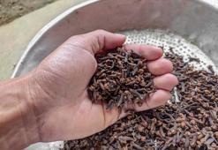 Karanfil kürü nasıl yapılır? Karanfil kürü yapılışı, faydaları ve kullanımı...