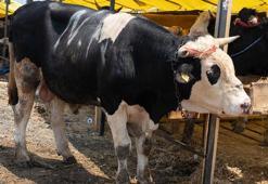 ŞAP HASTALIĞI İNSANLARA GEÇER Mİ? İnsanları öldürür mü? Şap nasıl bulaşır? Şap hastalığının belirtileri neler?