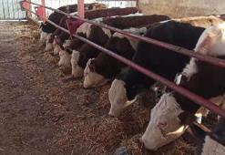 Şap önlemleri! 215 köy karantina altına alındı