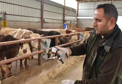 Batman'da şap hastalığına karşı 100 bin hayvanın 30 bini aşılandı