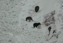 Boz ayı ailesi karın keyfini böyle çıkardı