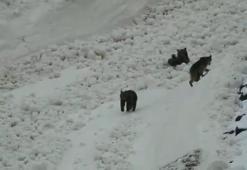 Tunceli’de boz ayıların kar keyfi
