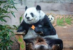 Milyonların sevgilisi dev panda Lin Hui hayatını kaybetti
