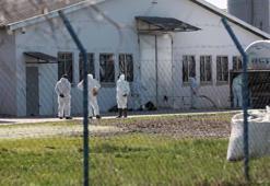 Polonya'da kuş gribi alarmı: 37 bin ördek itlaf edilecek