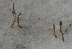 Nisan ayında dolu sürprizi! Vatandaşlar evlerinden dışarıya çıkamadı