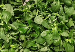 Otizm riskini azaltan tek sebze! Vücudu omega-3'e doyuruyor!