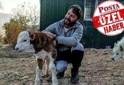 Kahreden tesadüf köye göçü tetikledi! 3 tavukla başladı, şimdiki hali inanılmaz