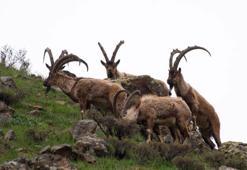 Tunceli’de boz ayı ailesi ve yaban keçileri görüntülendi