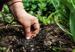 Beyaz saçları 1 saatte doğal rengine çeviriyor! Bu yöntem tek bir tane beyaz saç teli bırakmıyor