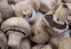 Heterotrof beslenme nedir, özellikleri nelerdir? Heterotrof beslenen canlılar nelerdir?