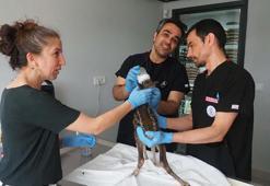 Karaca yavrusu koruma altına alındı