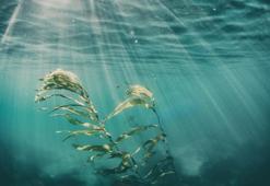 Ototrof beslenme nedir, özellikleri nelerdir? Ototrof beslenen canlılar nelerdir?