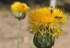 Kuşadası'nın sembolü! Koparmanın cezası 244 bin lira