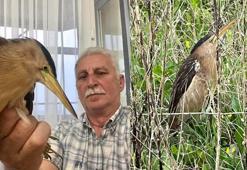 Kastamonu'da nesli tehlike altında olan Balaban kuşu bulundu