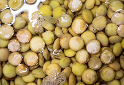 Yumurtadan 10 kat fazla protein, etten 25 kat fazla demir içeriyor