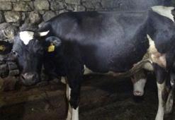 Trabzon’un 85 mahallesine şap hastalığı nedeniyle hayvan giriş ve çıkışı yasaklandı