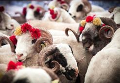 Kurban kesim vakti saat kaçta başlar ve kaçta biter? Kurban keserken hangi dua okunur? Kurban kesme duası