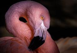 Falda flamingo görmek ne demek? Kahve falında flamingo şekli ne anlama gelir?