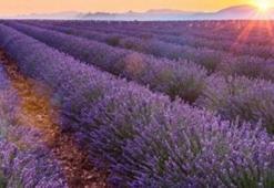 Lavanta köyü nerede, gezilecek yerleri nelerdir? Lavanta köyü hangi şehirde, nereye bağlı?