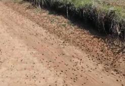 Tekirdağ’da çiftçilerin korkulu rüyası olan çekirgeler tarım arazilerine zarar veriyor