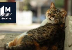 Polonya'da kediler kuş gribinden öldü! Nasıl önlem alacağız?