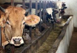 Aydın'da 21 mahalle şap nedeniyle karantinaya alındı