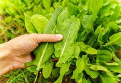 Bilim insanları açıkladı: Doğadaki en güçlü mikrop öldürücü! C vitamini yönünden portakalı sollayan tek sebze