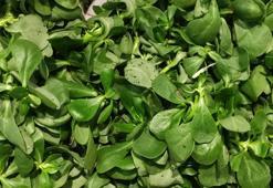 Gazianteplilerin vazgeçemediği sebze!  Balık yağlarından daha fazla omega-3 içeriyor