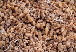 5 beden incelten formül! Bir çay kaşığı bile yağları su gibi eritiyor